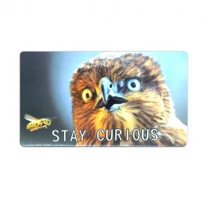 Stay Curious